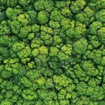 Sustainability, bæredygtighed, grøn transormation, grøn udvikling, miljø, klima, CO2, klimaneutral